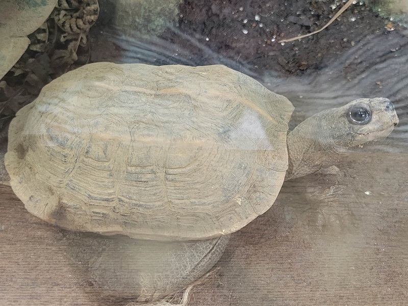 ミツウネヤマガメの写真・画像