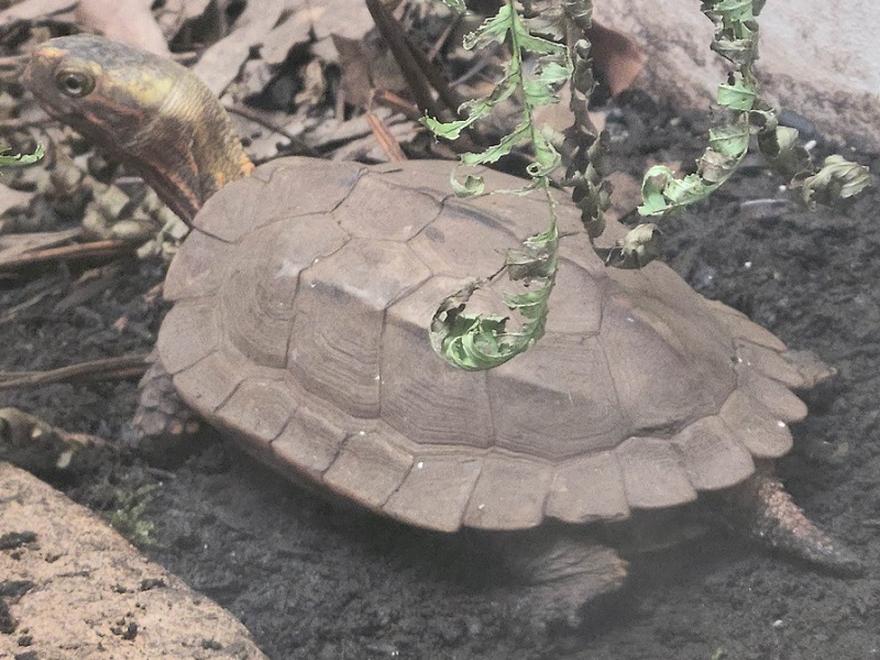 リュウキュウヤマガメの写真・画像