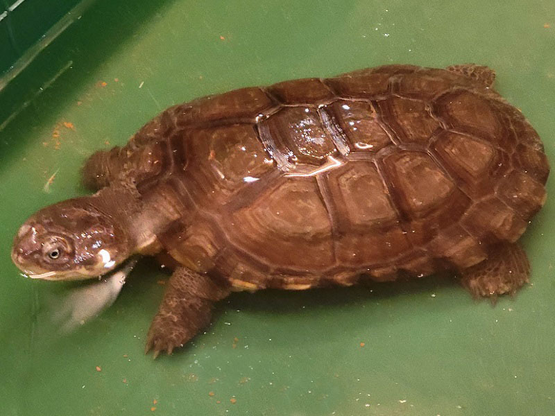 クリイロハコヨコクビガメの写真・画像