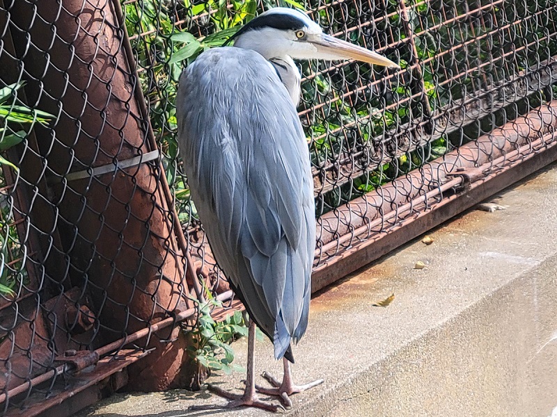 アオサギの写真・画像
