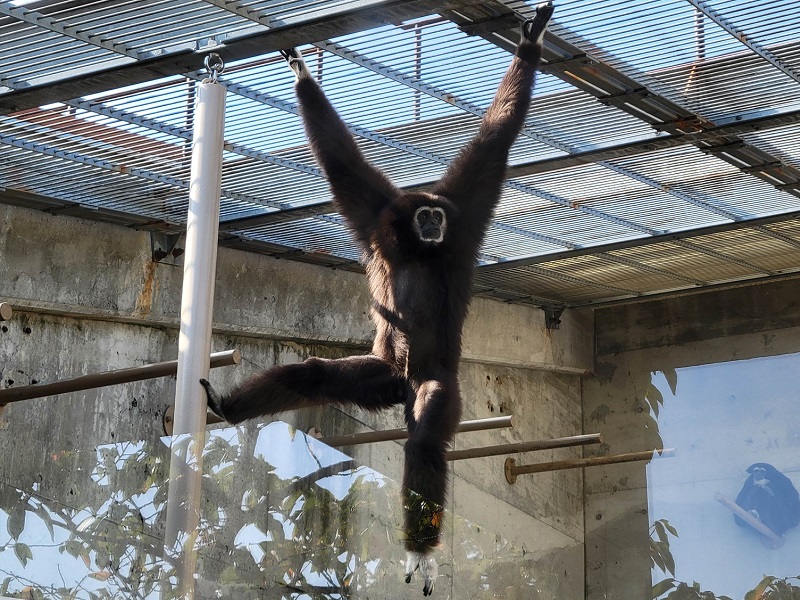 シロテテナガザルの写真・画像
