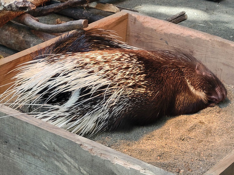 インドタテガミヤマアラシの写真・画像