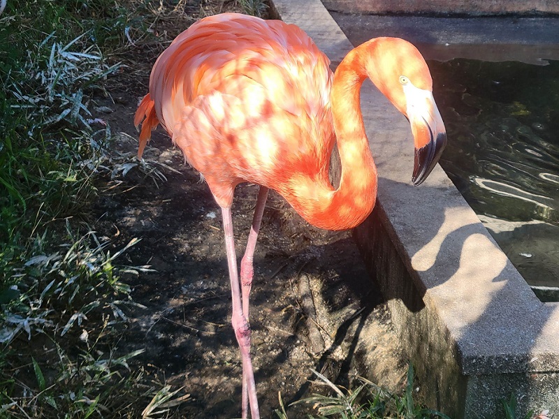 ベニイロフラミンゴの写真・画像