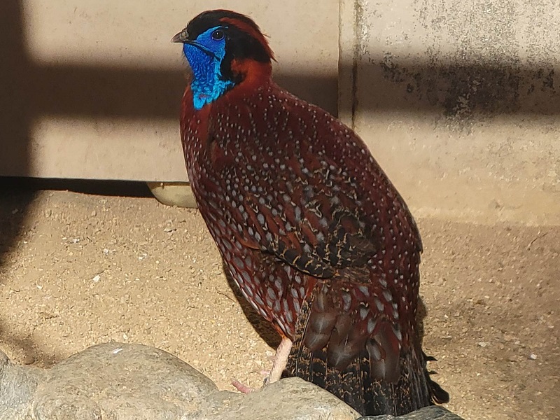 ベニジュケイの写真・画像