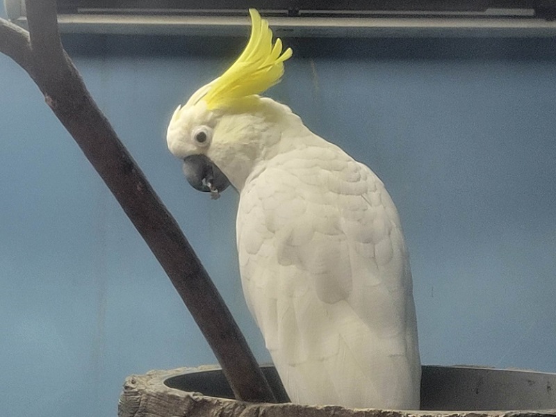 コバタンの写真・画像