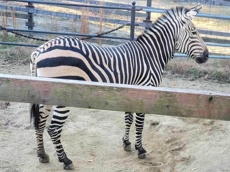 ハートマンヤマシマウマの写真・画像