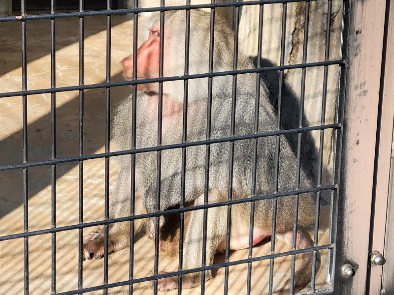 マントヒヒの写真・画像