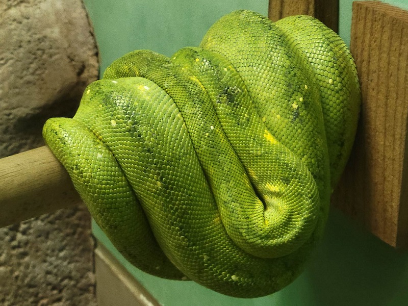 モエギニシキヘビの写真・画像