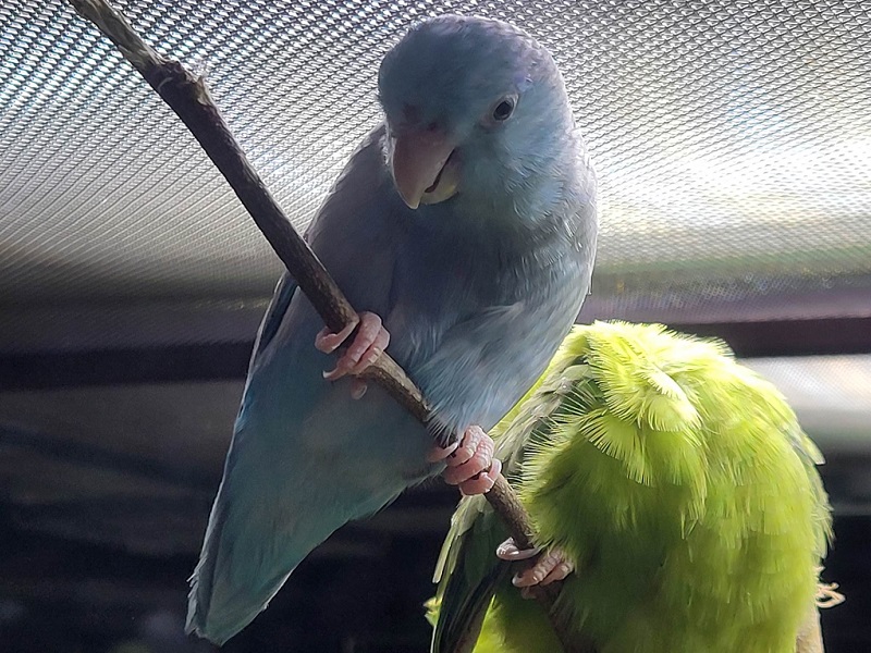 マメルリハインコの写真・画像