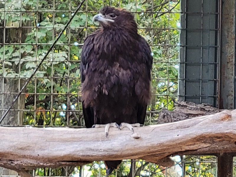 イヌワシの写真・画像