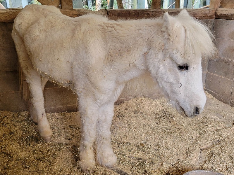 シェットランドポニーの写真・画像