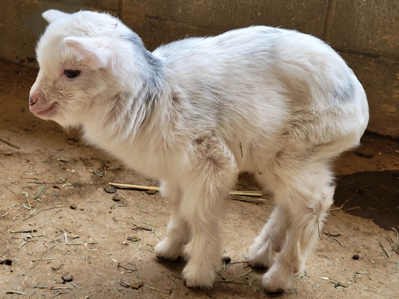 シバヤギ[赤ちゃん]の写真・画像