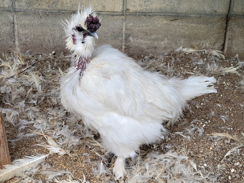 シロウコッケイの写真・画像