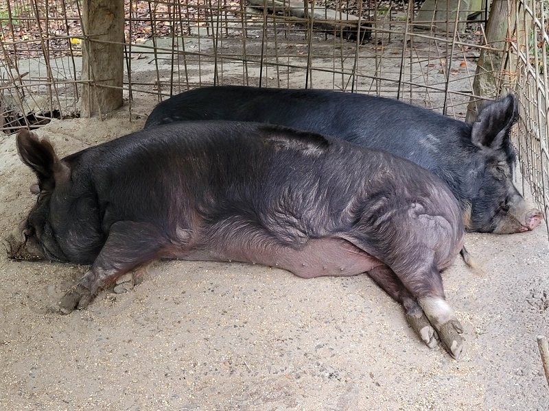 バークシャー（黒豚）の写真・画像