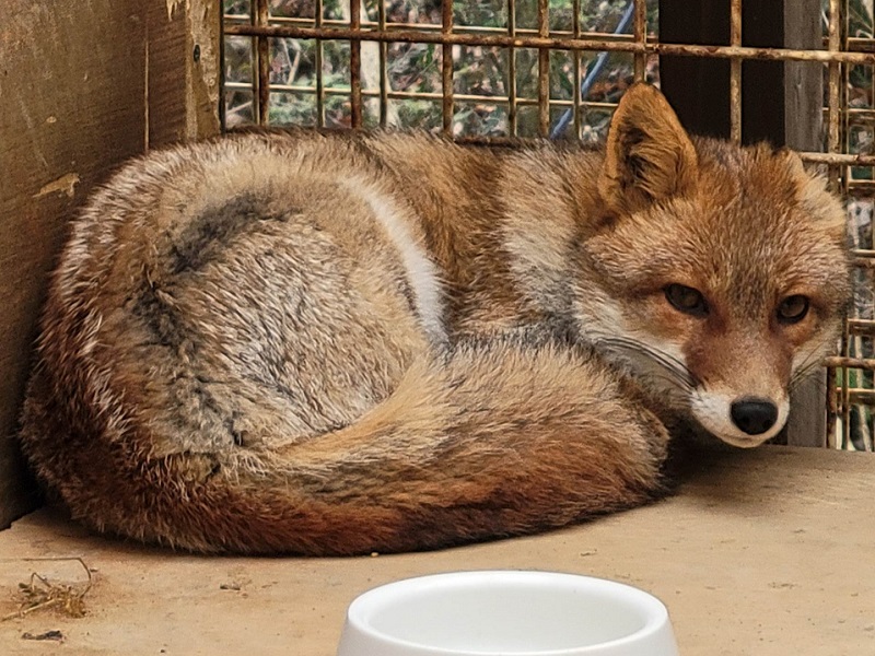 ホンドキツネの写真・画像