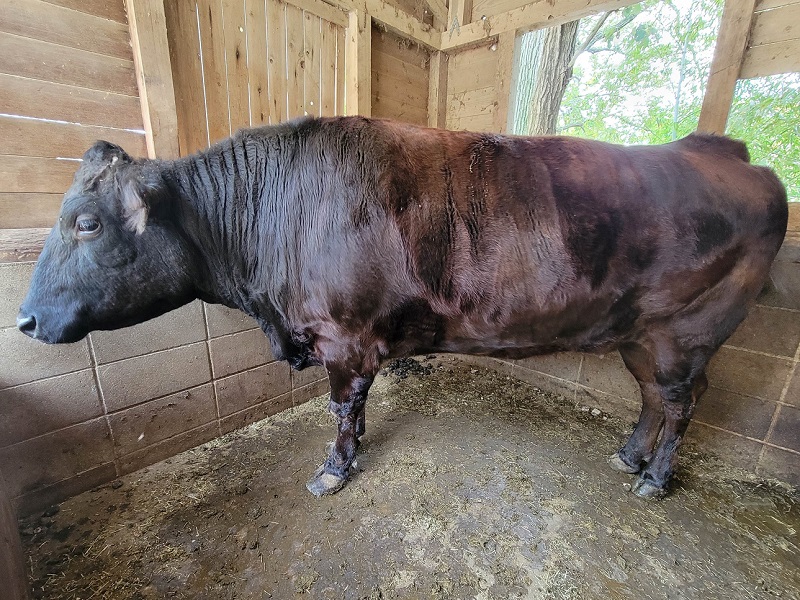 黒毛和牛の写真・画像