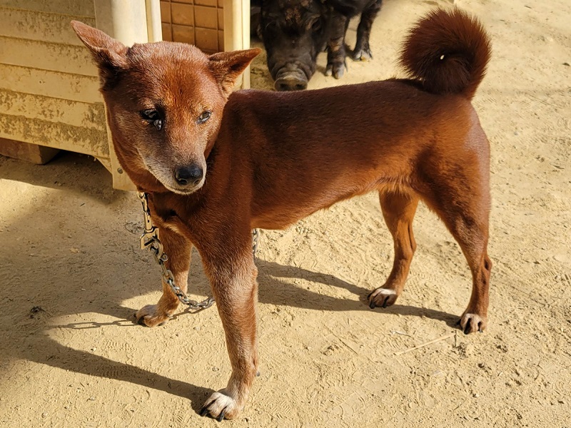 美濃柴犬の写真・画像