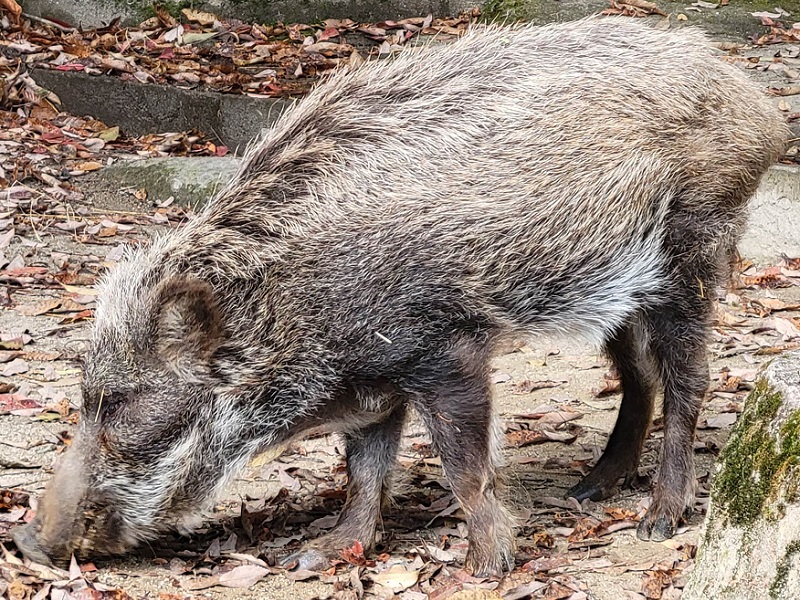 イノシシの写真・画像