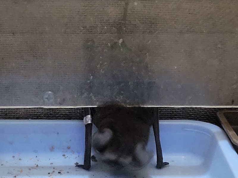 オヒキコウモリの写真・画像