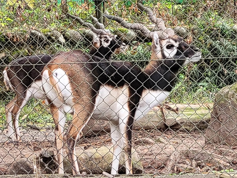 キョンの写真・画像