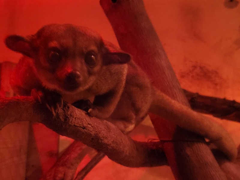 キンカジューの写真・画像