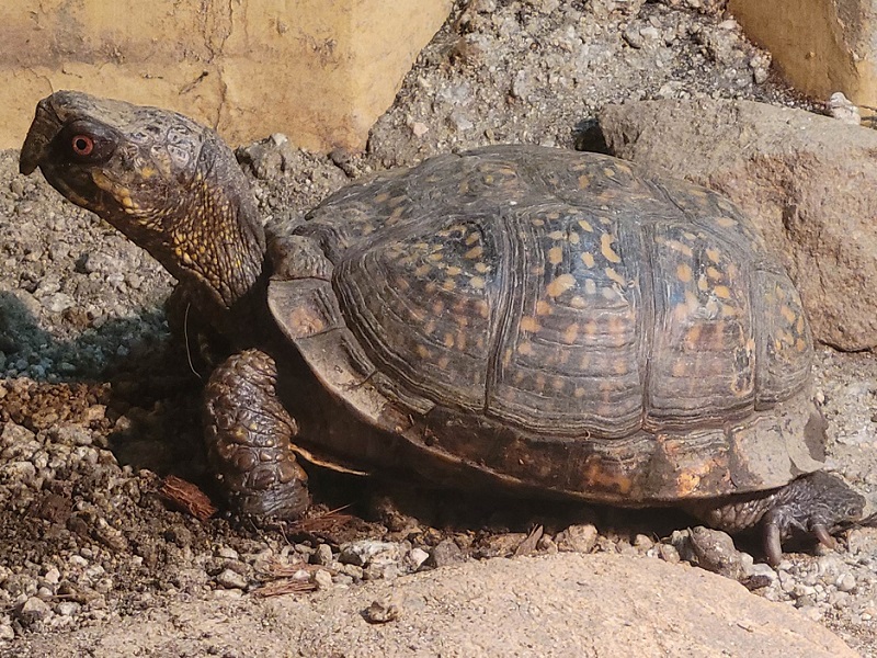 トウブハコガメの写真・画像