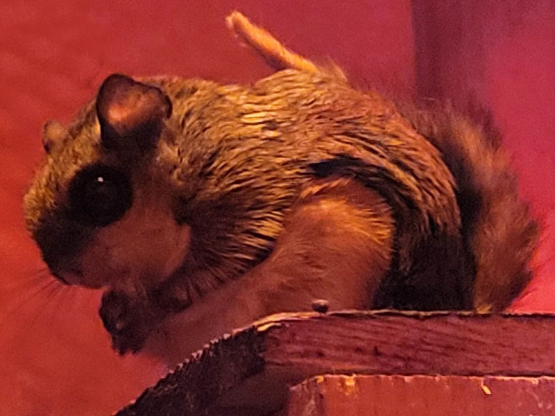 ニホンモモンガの写真・画像