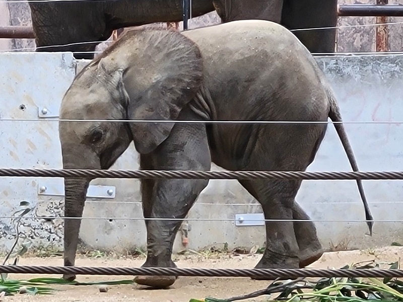 マルミミゾウ[赤ちゃん]の写真・画像