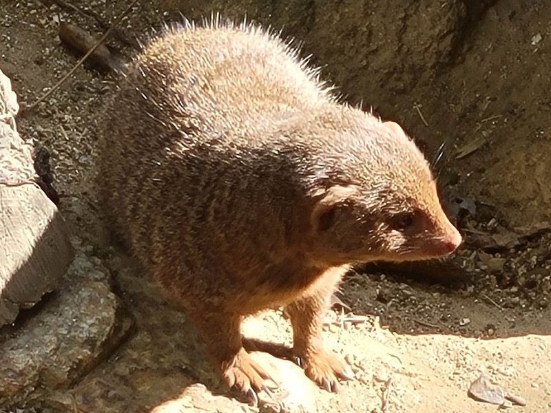 コビトマングースの写真・画像