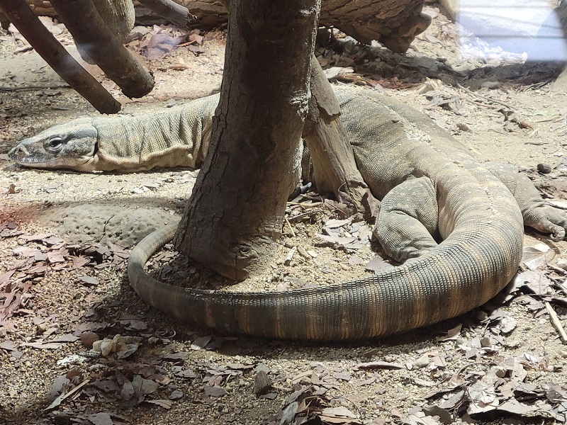 ローゼンバーグオオトカゲの写真・画像