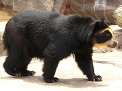 クマの種類一覧
