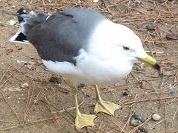 トリ（鳥）の種類一覧