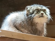 ネコ（猫）の種類一覧