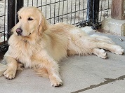イヌ（犬）の種類一覧