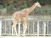 キリンの種類一覧