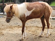 ウマ（馬）の種類一覧