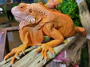 イグアナの種類一覧