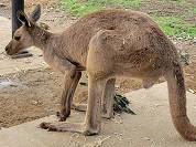 カンガルーの種類一覧