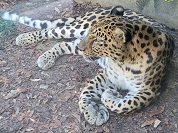 ヒョウの種類一覧