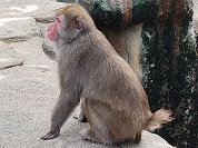 サル（猿）の種類一覧