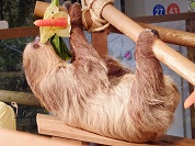 その他動物の種類一覧