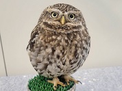 フクロウの種類一覧