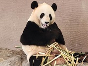 パンダの種類一覧