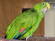 インコの種類一覧