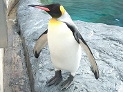 ペンギンの種類一覧