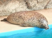 アザラシの種類一覧