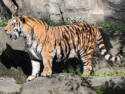 トラの種類一覧
