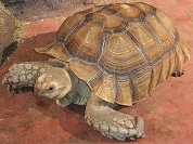 カメ（亀）の種類一覧