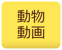 動物動画