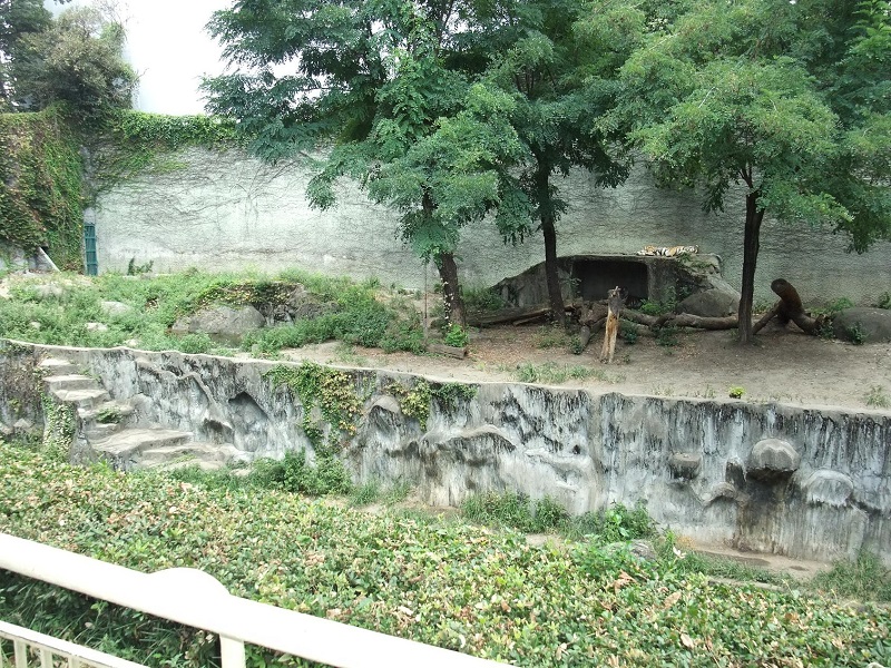トラ舎｜天王寺動物園
